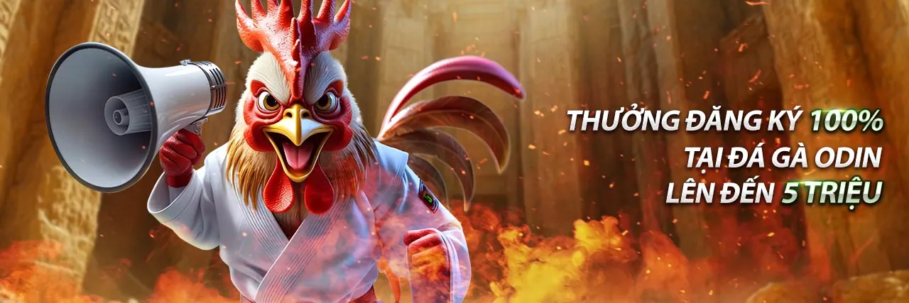 Hình ảnh nền đá gà trực tiếp Thomo hôm nay